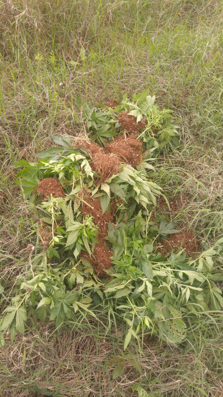 צילום: דוברות המשטרה