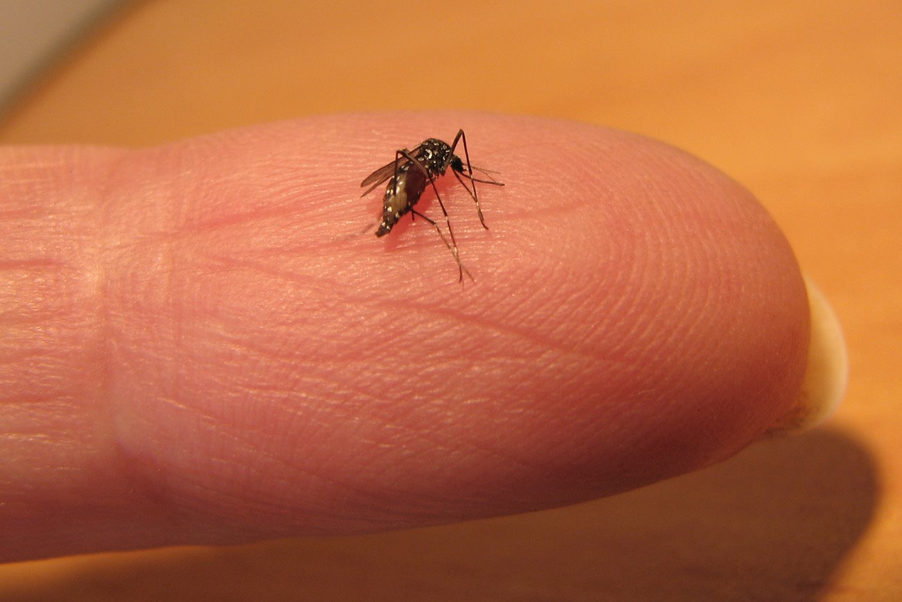 יתוש הטיגריס האסיאתי. צילום: עידו שקדי