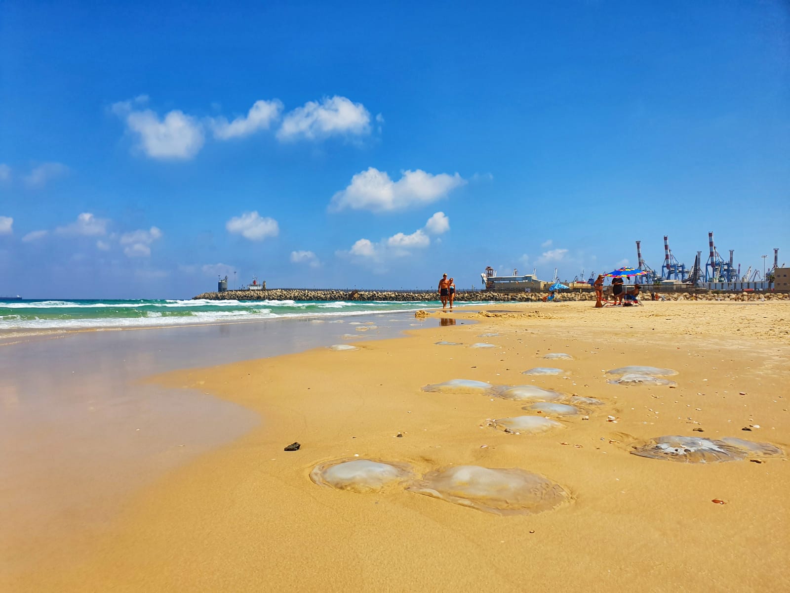 מדוזות בחופי אשדוד | צילום: אלדה נתנאל