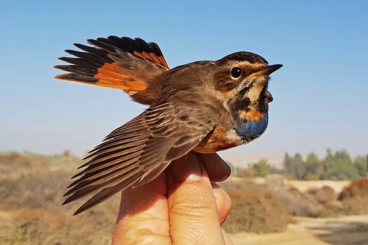 תיירות אשדוד