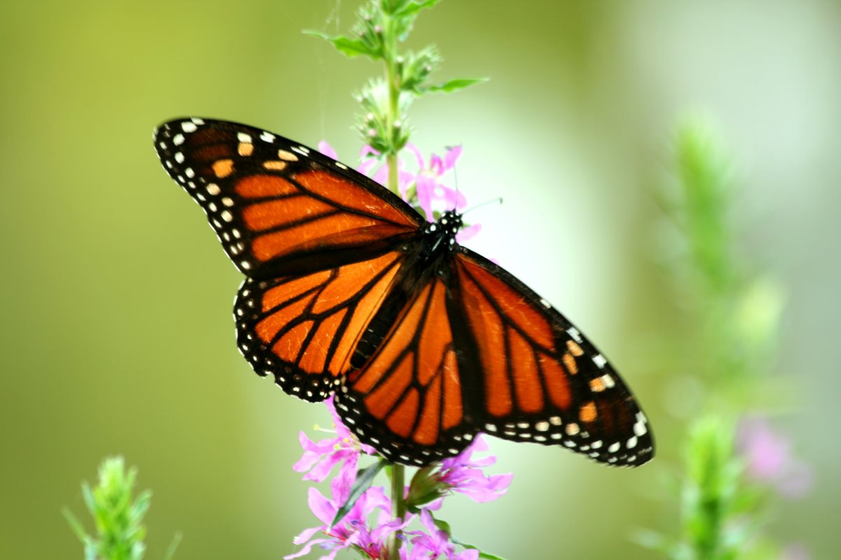 depositphotos. פרפרים depositphotos. פרפרים