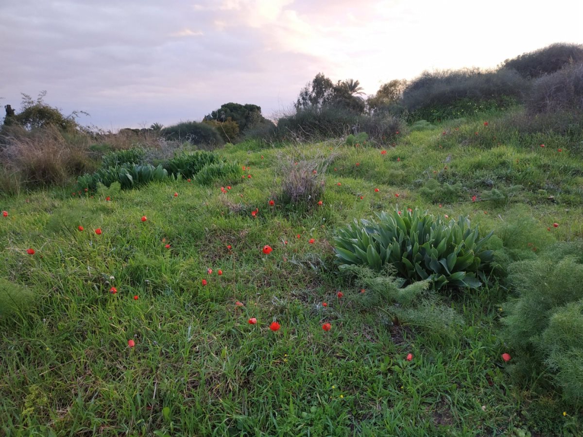 צילום: אסף חסון