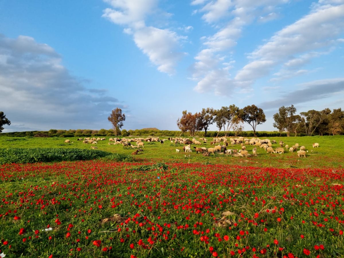 רפי בביאן רפי בביאן