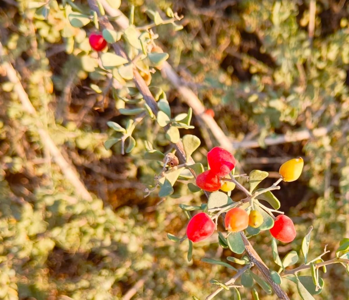סיאל מרכז מלאכות המדבר ערבה תיכונה סיאל מרכז מלאכות המדבר ערבה תיכונה