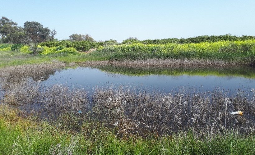 ברכת הודיה ביער כרמון. צילומים: טלילה ליפשיץ, קק"ל