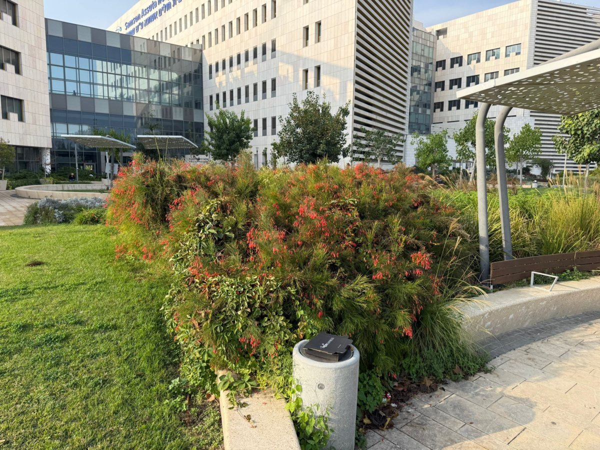 צילום הגן בבית החולים אסותא 