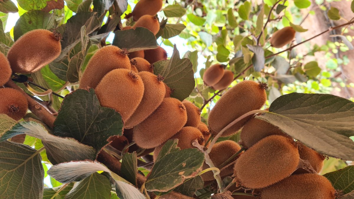 קיווי מזן ברונו. מועצת הצמחים