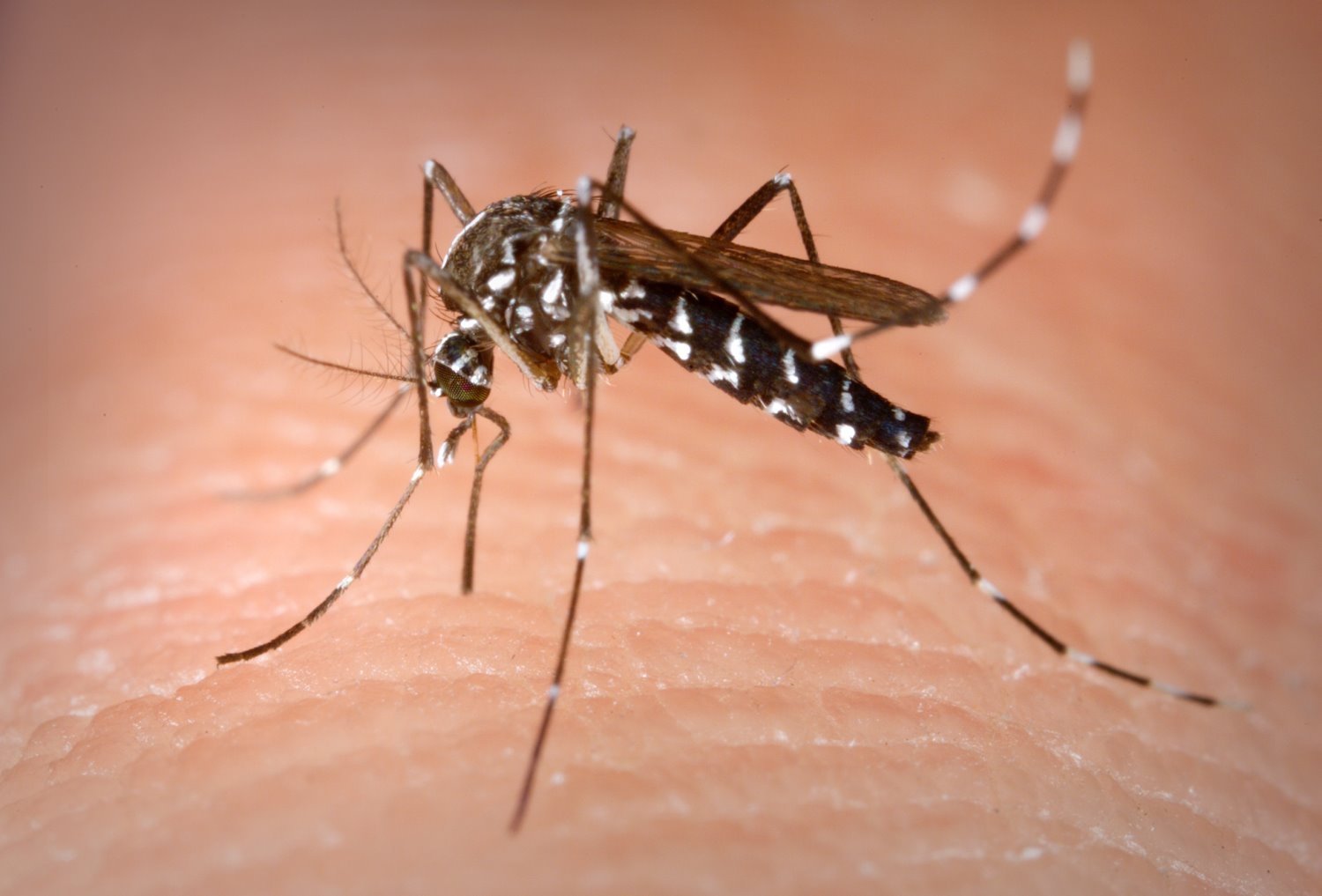 נקבת יתוש הטיגריס האסייני. מתוך: ויקיפדיה