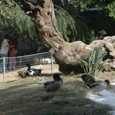 תיאור אפשרי של תמונה: פינת החי גברעם