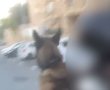 "כלב רוכב": הסרטון שגרם למשטרה להתערב | צפו