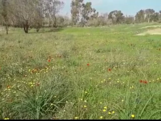 יער בארי צילום חמאד אבו סיאם כבאי קק"ל