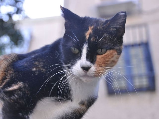 דוברות מועצה מקומית גן יבנה