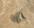 להיזהר במיוחד מהזנב - טריגון אטלנטי ממשפחת חתולי הים תועד בחוף לידו (וידאו)