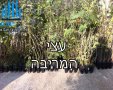 תמונה ללא תיאור