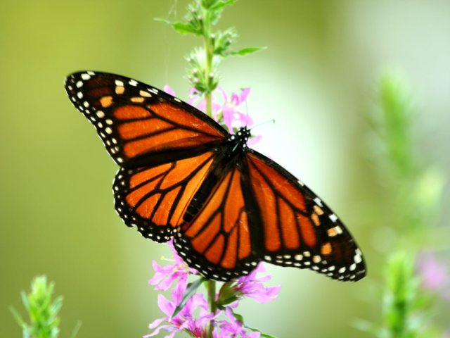 depositphotos. פרפרים