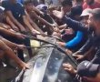 סוף עצוב: הכריש לוויתן שנצפה מול חופי אשדוד, מצא את מותו מול חופי עזה