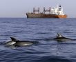 תיעוד נדיר מול חופי אשדוד: דולפין בן שבע נצפה יחד עם אמו