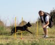 הטכניקות המובילות לשינוי מוצלח בהתנהגותם של כלבים
