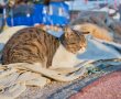 מאות חתולי רחוב בגן יבנה עוקרו וסורסו במבצע יזום