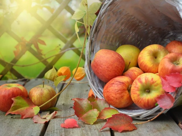 pixabay