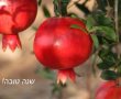 כל הגבלות והנחיות הסגר אשר אושרו על ידי הממשלה הלילה לגבי ראש השנה והחגים הקרובים