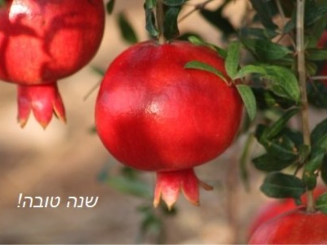 גן יבנה נט